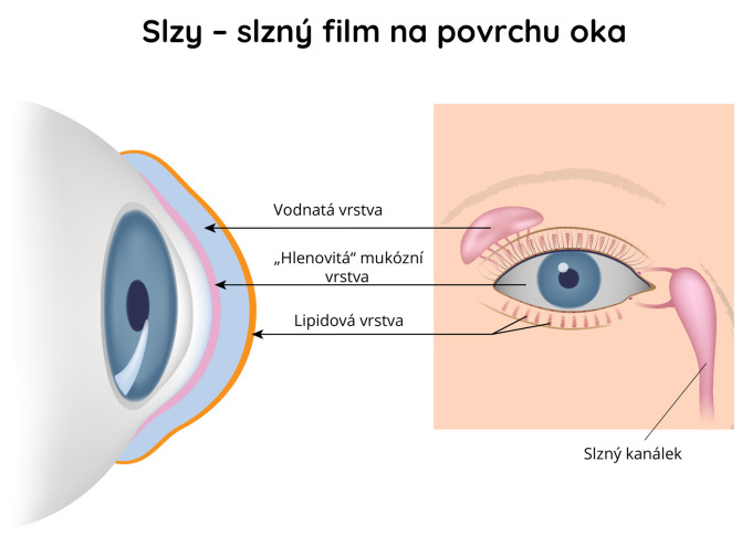 Slzy - slzný film na povrchu oka