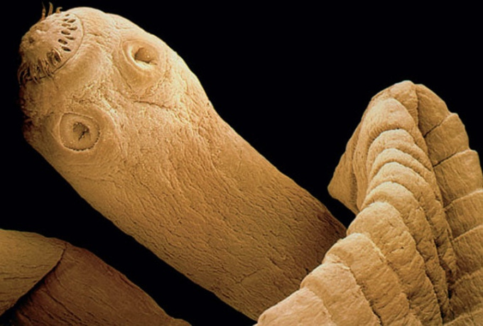 Tasemnice bezbranná (Taenia saginata)