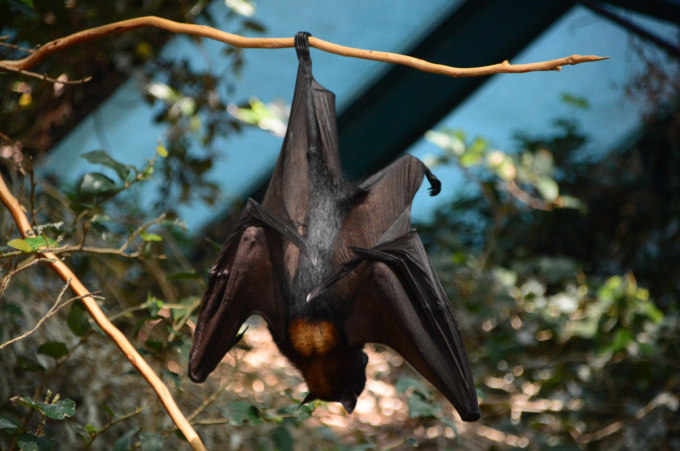 Virus Nipah