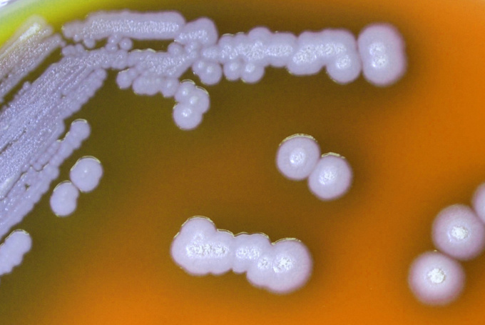 Burkholderia mallei