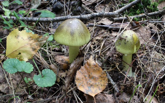 Muchomůrka zelená (Amanita phalloides) v listnatém lese