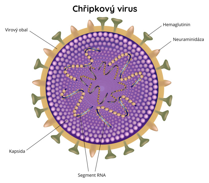 struktura chřipkového viru