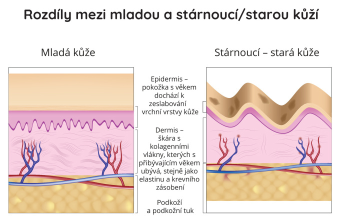 Rozdíl mezi mladou a stárnoucí kůží