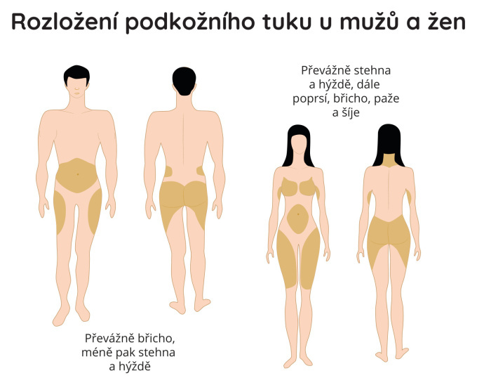 Rozložení podkožního tuku u mužů a žen