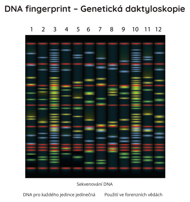 DNA fingerprint - Genetická daktyloskopie