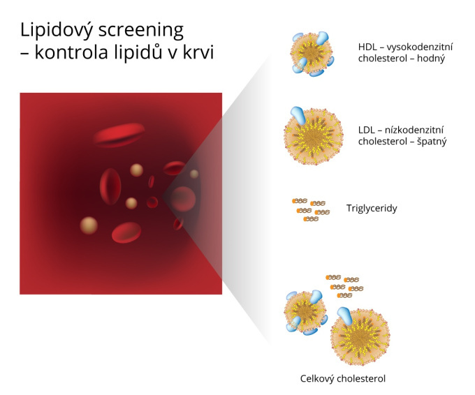 Lipidový screening - kontrola lipidů v krvi