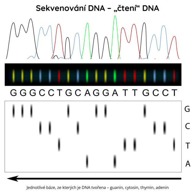 Sekvenování DNA – „čtení“ DNA