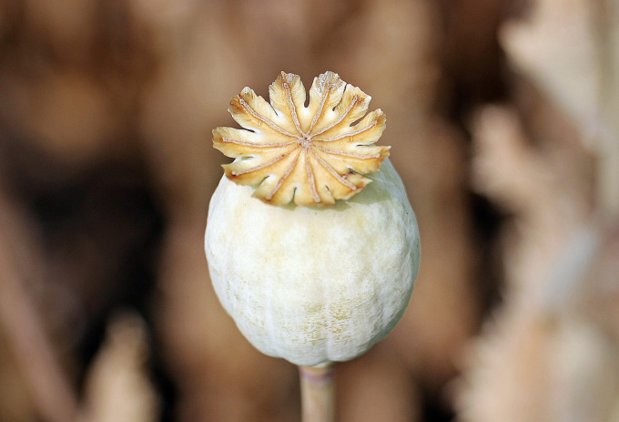 Makovice, opium, heroin