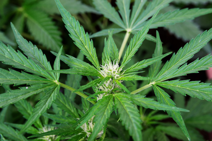 Cannabis - Konopí