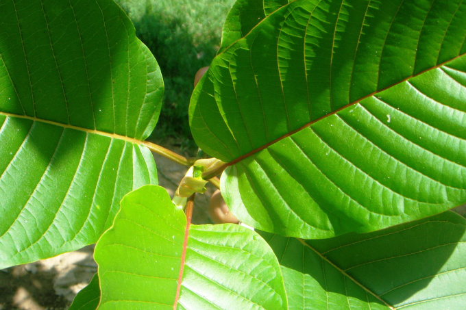 Kratom - Mitragyna speciosa