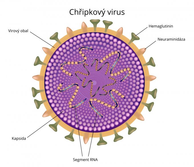 Struktura chřipkového viru