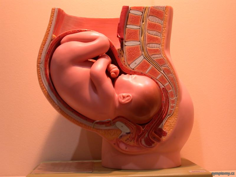 Těhotenství -před porodem