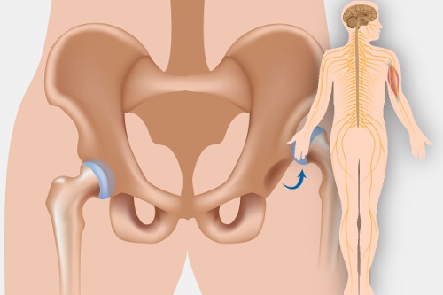 Anatomie lidského těla