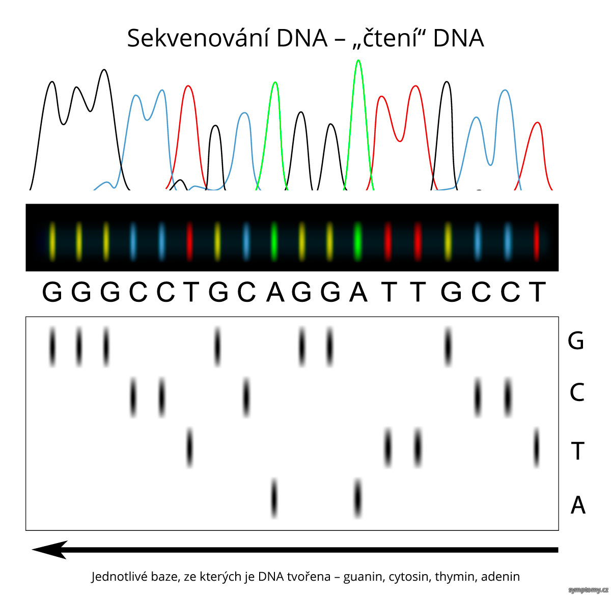 Sekvenování DNA – „čtení“ DNA